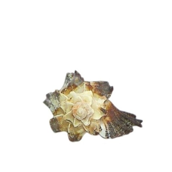 Rare Murex Secunda Lamarck India Specimen Collectors Shell GEM - Picture 1 of 4